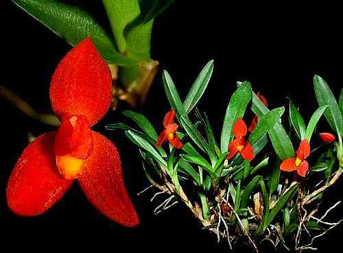 Maxillaria sophronitis